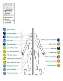 Bacterias que predominan en el cuerpo humano. Fuente: Wikimedia Commons.