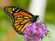 Mariposa monarca. Richiebits.
