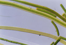 Cianobacteria. Fuente: Wikimedia Commons.