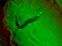 Caenorhabditis elegans. Imagen: de derPlau/SINC