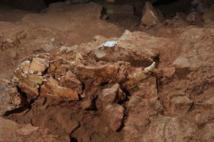 Restos del cráneo de Ursus dolinensis hallado en Atapuerca. Imagen: Jordi Mestre | (IPHES). Fuente: SINC.