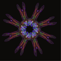 Imagen: Janna Nawroth. Fuente: Caltech.