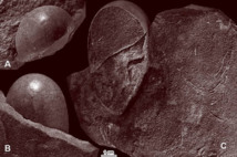 Huevos parcialmente conservados del nuevo ootaxón Sankofa pyrenaica oog. nov. oosp. nov., procedentes de la parte oeste del emplazamiento Serrat Pedregòs, Formación Aren, pliegue anticlinal de Montsec. A–B, parte superior (tal y como estaba orientada en el banco de arenisca), preparada para mostrar la lisa superficie del caparazón (López-Martínez 2000). C, sección natural del huevo y algunos otros huevos pertenecientes probablemente a la misma nidada. Fuente: UCM.