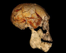 Cráneo KNM-ER 1470 , descubierto en 1972, junto con la nueva mandíbula inferior KNM-ER 60000. Se cree que ambos pertenecen a la misma especie. La mandíbula inferior es una reconstrucción fotográfica, y el cráneo es una imagen de escáner. Imagen: Mike Hettwer (National Geographic Society). Fuente: SINC.