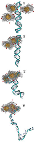 A medida que las nanopartículas se aglomeran, van desenredando las hebras de ADN. Fuente: NCSU.