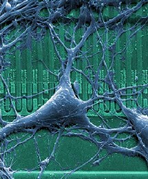 Neurona y chip. Instituto Max Planck