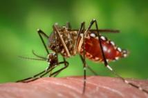 El mosquito Aedes aegypti es el transmisor de esta enfermedad. Fuente: Wikimedia Commons.