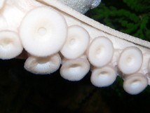 Los tentáculos del pulpo han servido de modelo para el experimento. Imagen: ngould. Fuente: Everystockphoto.