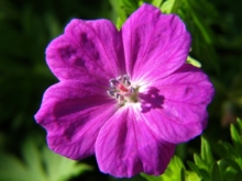 El geranio es una planta muy popular. Imagen: audreyjm529. Fuente: Flickr. El geranio es una planta muy popular. Imagen: audreyjm529. Fuente: Flickr.