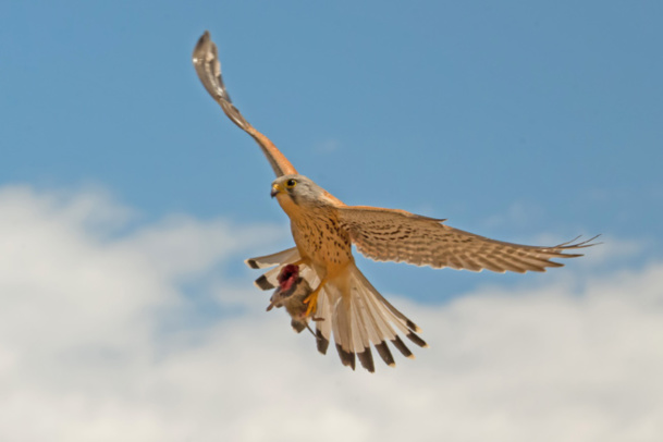 Cernícalo volando camino del nido con un topillo que acaba de apresar. // Alberto Alvarez/ Canon España
