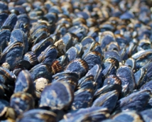 La industria conservera gallega genera más de 100.000 toneladas de residuos de conchas de mejillón al año. Imagen: Schick.