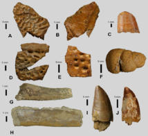 En la fotografía se ven restos de cocodrilos (A-E), coprolitos (F), vertebrados indeterminados (G-H) y dinosaurios (I-J). Imagen: Manuel Segura. Fuente: UAH/SINC.
