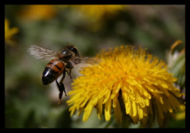 Una abeja sobre un diente de león. Imagen: wynmills. Fuente: PhotoXpress.
