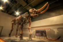 Mastodonte del Museo de NYS, en Albany (Nueva York). Imagen: Skunkworks Photographic. Fuente: Flickr. Mastodonte del Museo de NYS, en Albany (Nueva York). Imagen: Skunkworks Photographic. Fuente: Flickr.