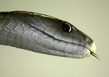 La serpiente mamba negra. Imagen: doc. Fuente: Everystockphoto.