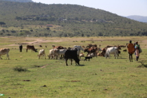 Los masáis cuidan de su ganado en la reserva de Masái Mara, en Kenia. Imagen: Samer Alasaad. Fuente: CSIC.