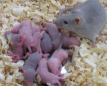 Ratones nacidos gracias a células madre. Imagen: K. Hayashi.