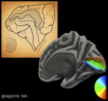 El moderno mapa de la visión en el cerebro humano y el antiguo (al fondo), del año 1918. Fuente: Perelman School of Medicine.