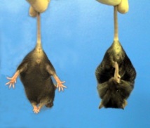 Un ratón sano (izquierda) extiende y mueve sus extremidades para intentar liberarse cuando es alzado por la cola por el investigador. Por el contrario, un ratón transgénico, que expresa la Huntingtina mutante humana, (derecha) se pliega en una postura característica, signo de degeneración neurológica. Fuente: CGR.