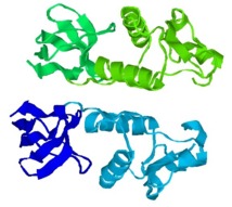 Representación de las proteínas "dedos de zinc". Fuente: Wikimedia Commons.