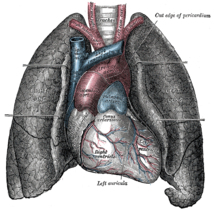 Pulmones. Fuente: Wikimedia Commons.