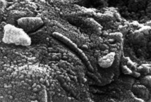 Vista microscópica de la estructura interna del meteorito marciano ALH 84001, cuyas formaciones microscópicas pudieron ser producidas por formas de vida. Fuente: Wikimedia Commons.