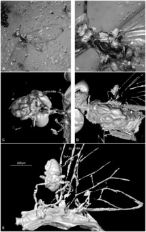 Imágenes de la mosca y el colémbolo captadas con el escáner TC. Fuente: PLoS ONE.