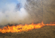 El fuego ha maltratado el bosque valenciano este verano. Imagen: qute. Fuente: StockXchng.