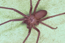 La fobia a las arañas es una de las fobias más comunes. Fuente: Wikimedia Commons.