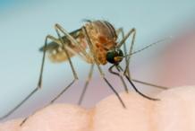 Mosquito vector. Fuente: AlphaGalileo.