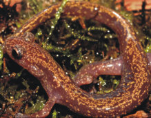 Una de las salamandras descubiertas. Fuente: CSIC.