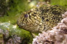 Una de las especies marinas que estudiará el proyecto DEVOTES. Fuente: Basque Research.