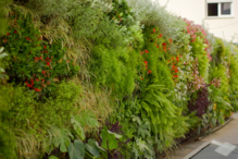 El Jardín Vertical de Terapia Urbana. Fuente: Oficina de Transferencia de Resultados de Investigación de la Universidad de Sevilla (OTRI US). El Jardín Vertical de Terapia Urbana. Fuente: Oficina de Transferencia de Resultados de Investigación de la Universidad de Sevilla (OTRI US).