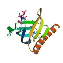 La proteína AKT1. Fuente: Wikimedia Commons.