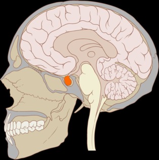 La hipófisis o glándula pituitaria. Fuente: Wikimedia Commons.