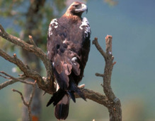 Águila imperial ibérica. Imagen: Ministerio de Medio Ambiente Fuente: Wikimedia Commons.