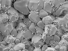 Imagen obtenida con el nuevo microscopio de la UPM. Fuente: AlphaGalileo.