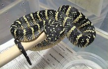 Algunas especies pasan décadas "en la estantería". Imagen: LA Dawson. Fuente: Wikimedia Commons.