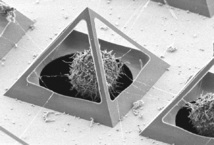 Condrocito capturado dentro de una micropirámide e interactuando con otras células vecinas. Fuente: Universidad de Twente.