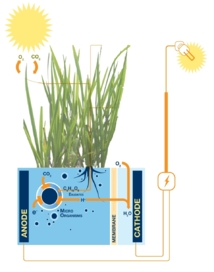 Ilustración de la pila de combustible vegetal y bacteriana. Fuente: Plant-e.