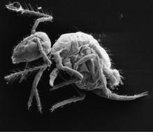 Una de las especies descubiertas, Pygmarrhopalites maestrazgoensis. Imagen: Rafael Jordana y Enrique Barquero. Fuente: Universidad de Navarra. Una de las especies descubiertas, Pygmarrhopalites maestrazgoensis. Imagen: Rafael Jordana y Enrique Barquero. Fuente: Universidad de Navarra.