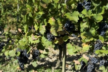 Los riegos tradicionales suelen realizarse sin estudiar las necesidades reales de las plantas. Imagen: Karpati Gabor.