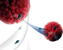 Las células tumorales hacen metástasis mediante el llamado proceso EMT. Fuente: CSIC.