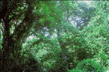 La UE incluye la diversidad en las estadísticas forestales