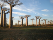 Baobabs. Fuente: PhotoXpress.