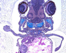 Embrión de pez cebra, que desarrolló miembros más parecidos a patas que a aletas después de ser manipulado para que produjera la proteina HoxD13. Imagen: Freitas et al. Fuente: Developmental Cell.