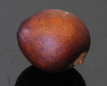 Una semilla de aguacate. Fuente: AlphaGalileo. Una semilla de aguacate. Fuente: AlphaGalileo.