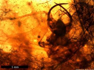 El fósil de la larva con "síndrome de Diógenes". Fuente: Universidad de Barcelona.