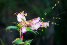 Reino Unido lucha contra las plantas invasoras "armado" con una aplicación móvil Reino Unido lucha contra las plantas invasoras "armado" con una aplicación móvil