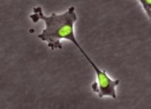 Los científicos observaron un sorprendente mecanismo de división celular con un microscopio capaz de registrar imágenes de video. Fuente: Universidad de Wisconsin.
